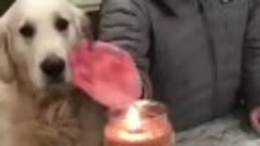 Пёс переживает чтобы хозяин не обжёгся о пламя свечи