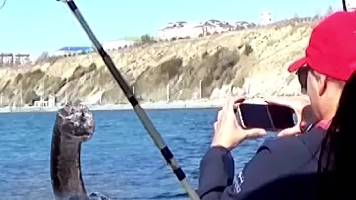 Анапа. Морской змей подплыл к рыбакам в Черном море