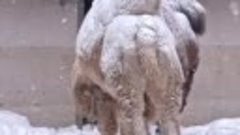 Верблюды в снегу