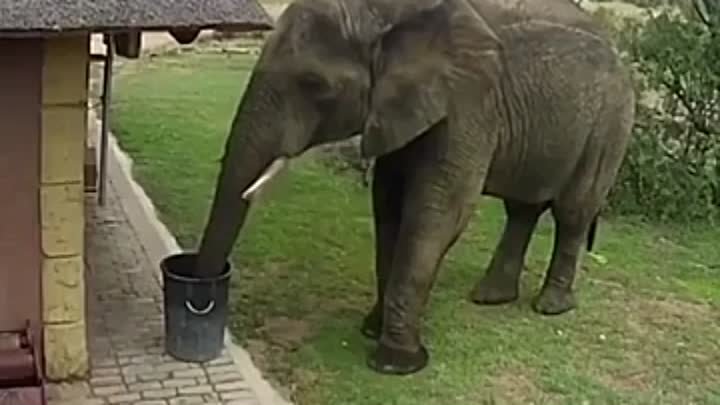 Камера засняла, как слон собирает мусор, чтобы выбросить в мусорное  ...