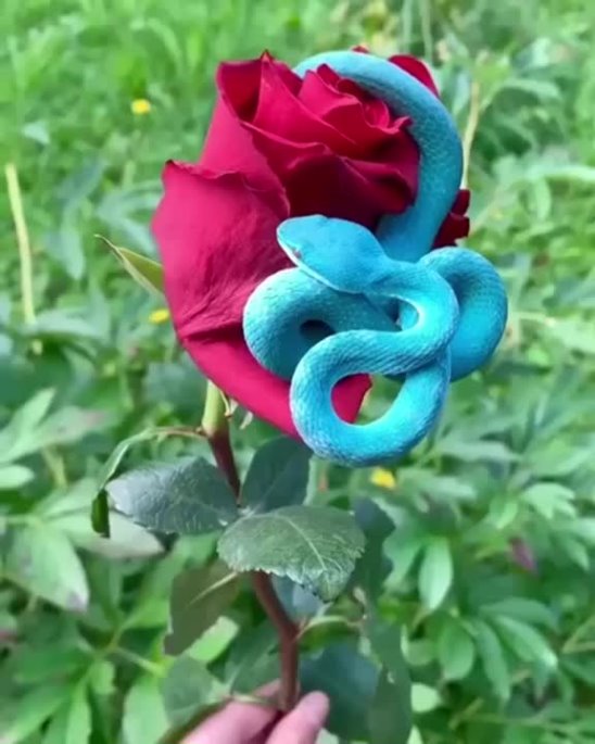 Змея на розе фото Змея на розе фото