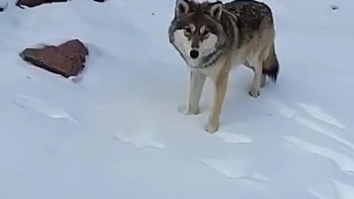 Только в России могут кормить волка и при этом говорить ему «не бойся»