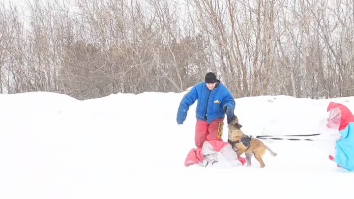 Дрессировка собак в Омске - ОЦССС (2)