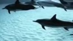 Дельфины в чистом море