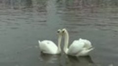Лебеди танцуют под мировой хит Кайрата Нуртаса - Сені Суйем ...