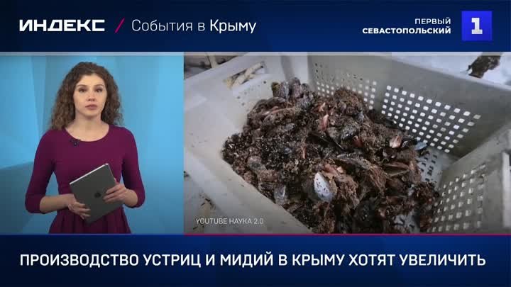 Производство устриц и мидий в Крыму хотят увеличить