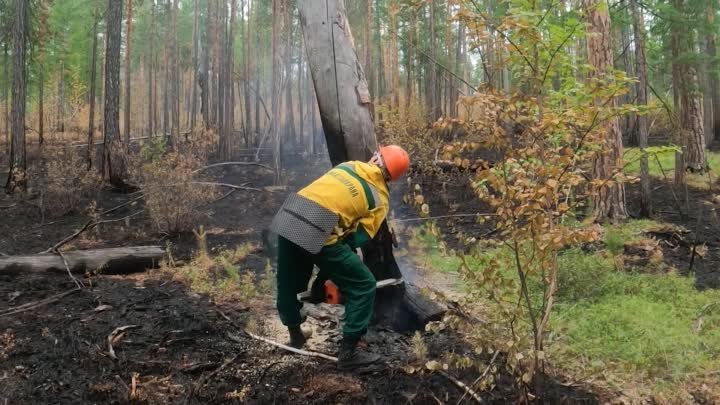 Видеоролик о сбережении лесных ресурсов России 2