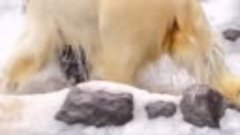 Белая медведица Урсула веселится в бассейне