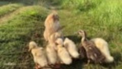 The kitten is so awesome that he tamed a group of ducklings!...