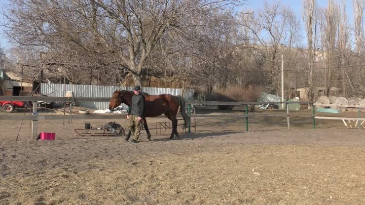 Обучение лошади.Рабочие моменты