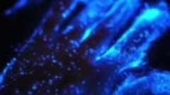 Сказочная биолюминесценция в водах