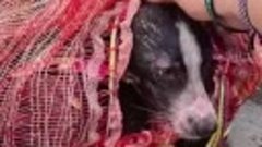 Девушка спасла собаку выброшенную в мешке в реку