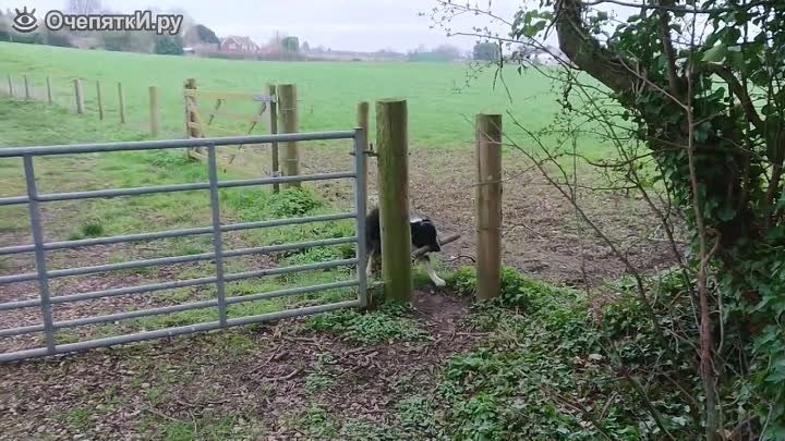 Собака с палкой против ограды