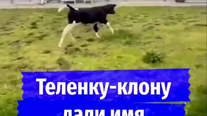 🐮Стало известно имя теленка-клона    Черно-белая малышка с пятнышко ...