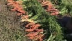 Способ хранения урожая моркови от mira_muromskaya_