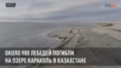 Около 900 лебедей погибли на озере Караколь в Казахстане