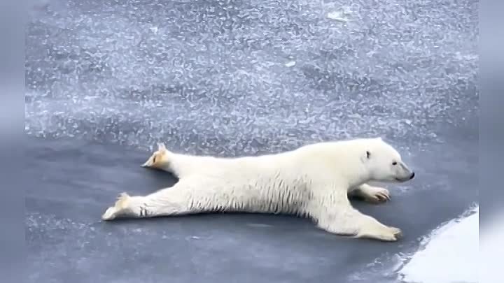 Белый медведь ползёт по тонкому льду