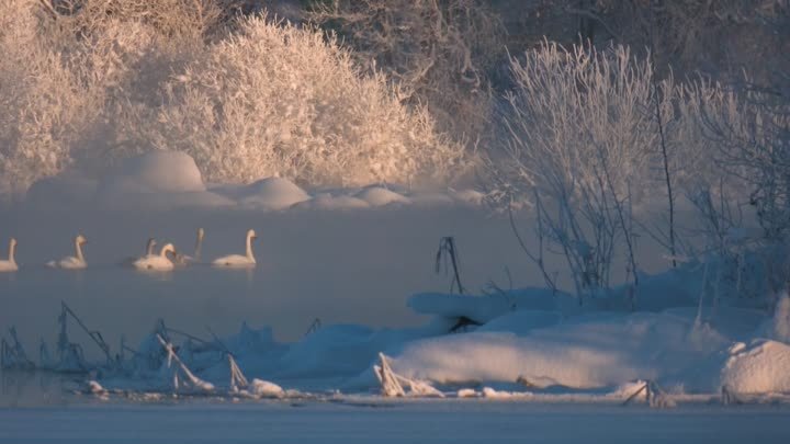 Лебеди на зимней Вуоксе