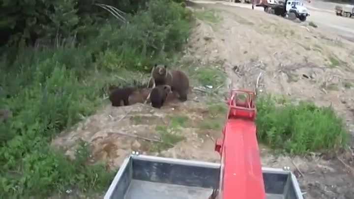 Медведи гуляют в Хабаровске