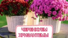 ЧЕРЕНКУЕМ ХРИЗАНТЕМЫ 🌸
