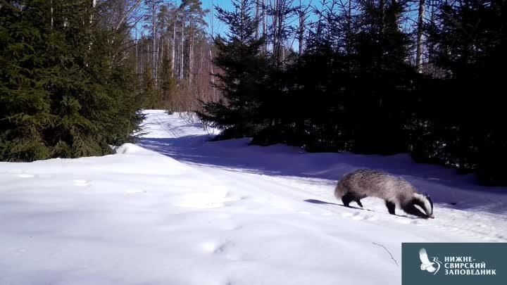 Барсук