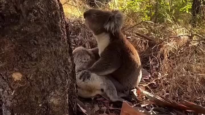 Бедненький коала
