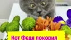 Видео от Ёшкин Кот. Знаменитый кот Федя.