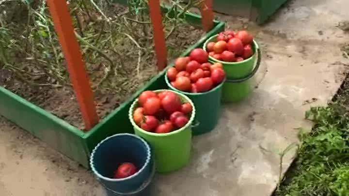Мой урожай томата 2015 года. Сорт "Виттас" моей селекции.  ...