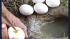 Невероятная рыбалка с яйцами