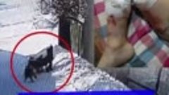 Свора собак напала на 5-летнего ребенка