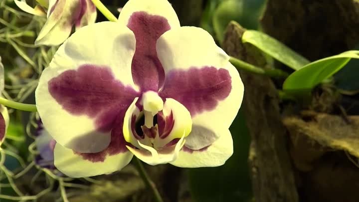 Коллекция орхидных