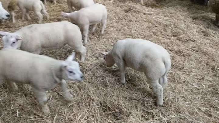 Garla Beltex oldest lambs 2021 (1).mp4