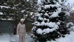 Выбираем новогоднюю ель для сада!🌲
