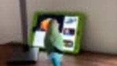 Попугай научился пользоваться планшетом