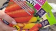 Как посеять морковь, чтобы не было морковной мухи