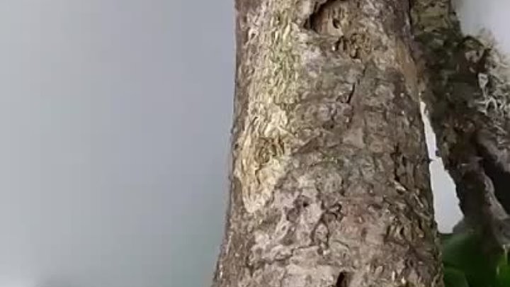 Потрясающий камуфляж мшистого листохвостого геккона