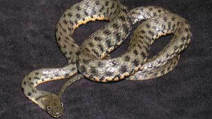 Змея водянка фото Змея водянка фото