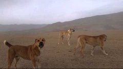 Tajik shepherd dogs attack a car