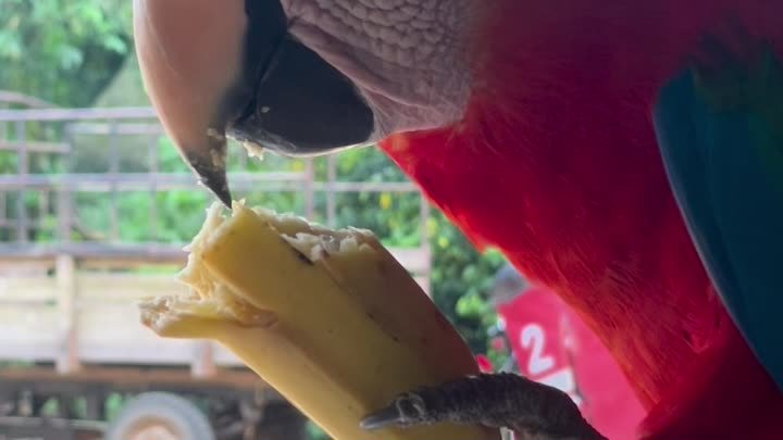 Когда попугай справляется с бананом лучше тебя!
