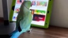 Индийский попугай научился пользоваться YouTube на iPad и те...