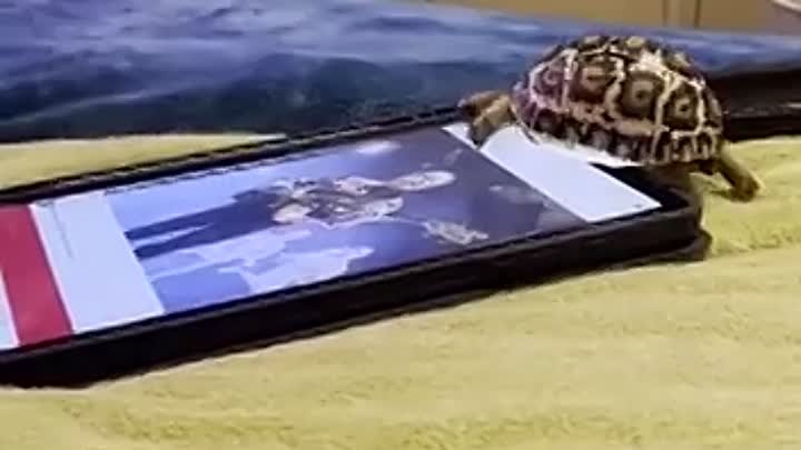 Черепашка нашла себе горку на гладком экране планшета
