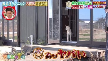 坂上どうぶつ王国 240315 動画 被災地能登に残された犬・猫たち…坂上忍が緊急出張！ | 2024年3月15日