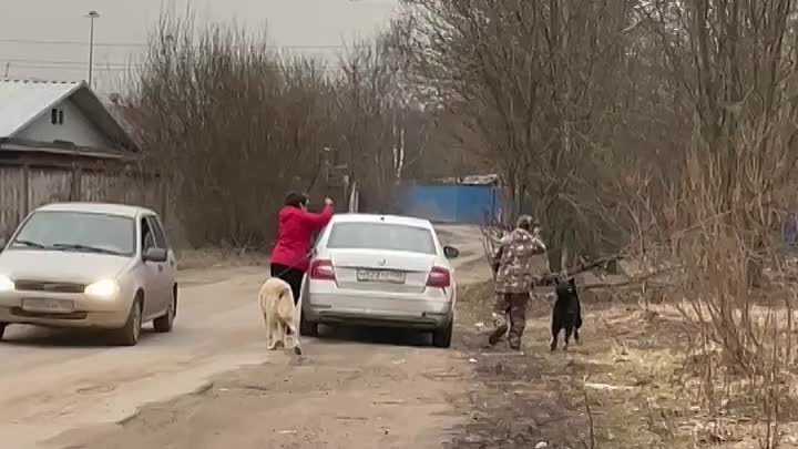 Чёрная зоогостиница «Виноградовой Елены» - Видео от Чёрная зоогос ...