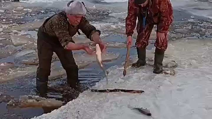 Воду сбросили. Рыба погибает. Такое каждый год сотни тон рыбы гибнет. 