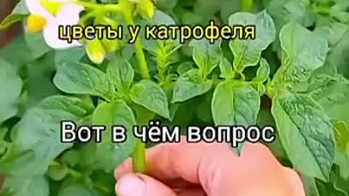 КАРТОФЕЛЬ 