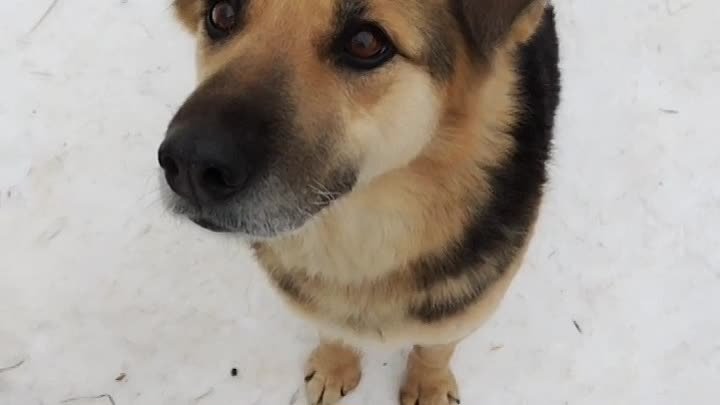 Джун и Джейн. Приют Солнцево