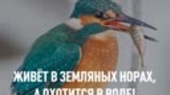 Самые необычные птицы России. 