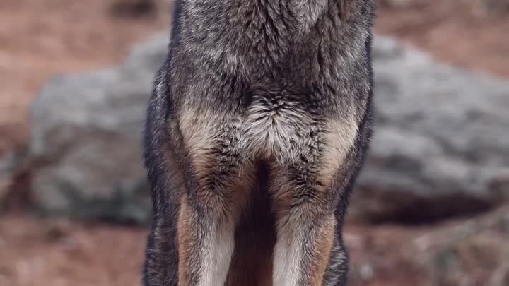 Техасский рыжий волк.