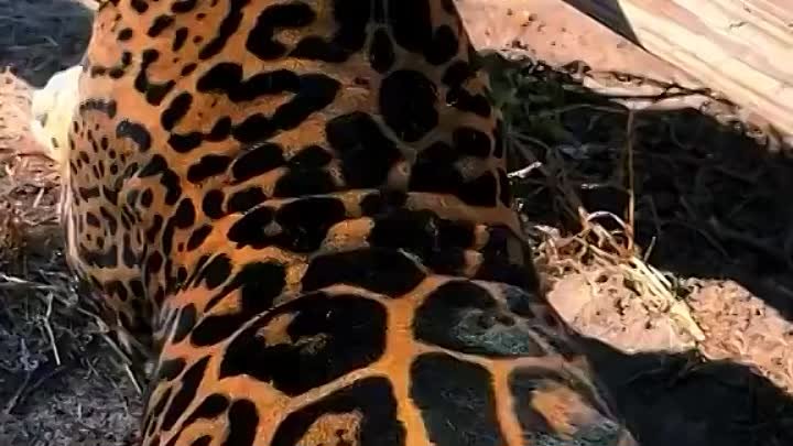 Шкура ягуара – это искусство…
