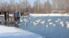 Лебеди на озере Светлом и Белом Стане!